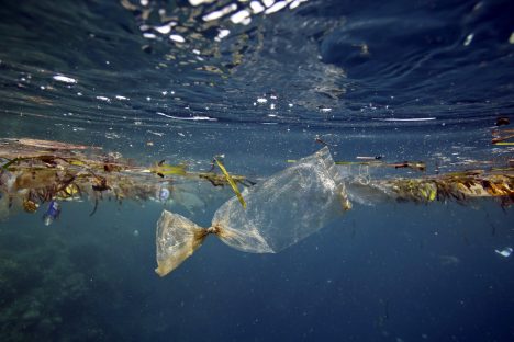 Fighting for a Plastic-Free Ocean