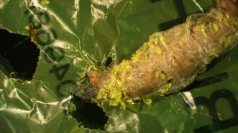 How a Plastic-Eating Caterpillar Could Help Solve the World’s Waste Crisis